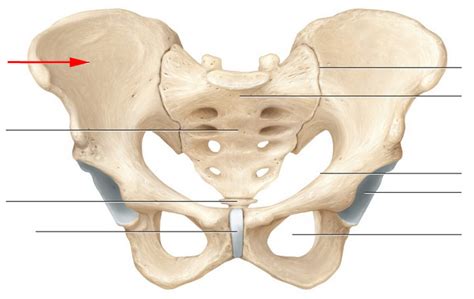 Define the Skeletal Anatomy of Pelvic Girdle Flashcards Flashcards by