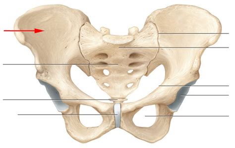 Flashcards Table On Skeletal Anatomy Of Pelvic Girdle Part I