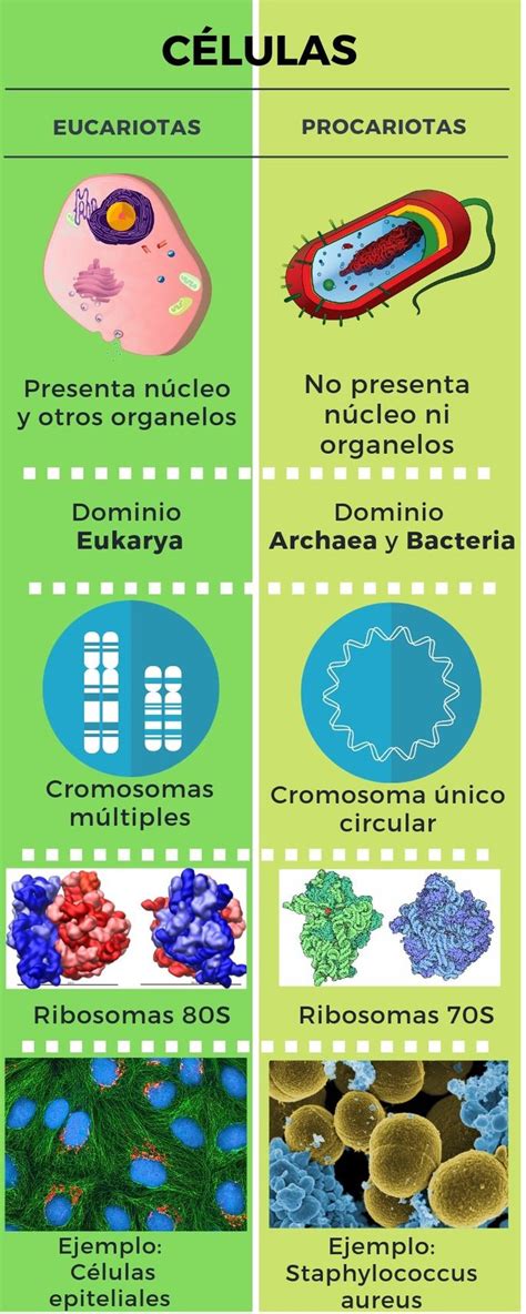 Diferencias Entre Celulas Eucariota Y Procariota