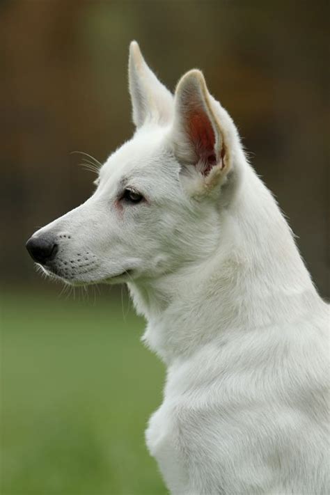 27 Best Albino Dogs Images On Pinterest Albinism Melanism And Blue Eyes