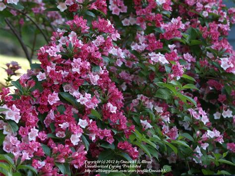 Photo Of The Entire Plant Of Weigela Carnaval Posted By Onewish1