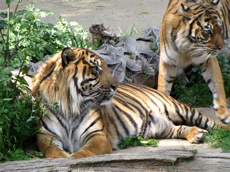 Sumatran Tigers Zoochat