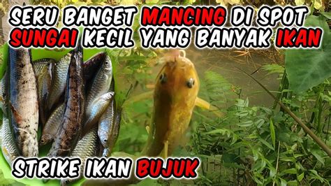 Mancing Di Sungai Kecil Yang Banyak Ikan Mancing Ikan Bujuk Youtube