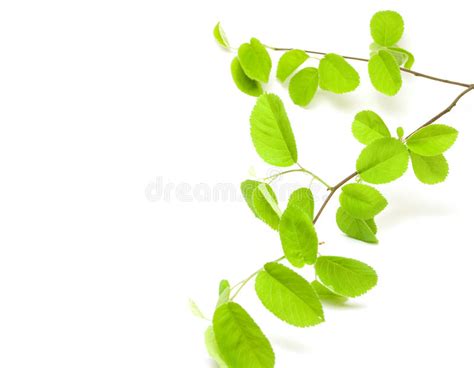 Tree Branch With Green Leaves Stock Image Image Of Green Plant 14671085