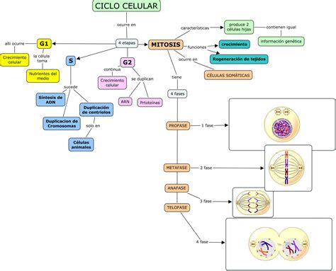 Mapa Conceptual Proceso De Division Celular Mitosis Ciclo Celular