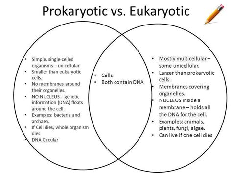 In pairs indicate what is presented in the pictures below and describe them using words in the boxes. Prokaryotic and Eukaryotic Cells Worksheet ...
