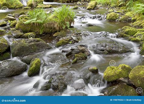 Tranquil Forest Stream Stock Image Image Of Spring Fresh 19879553