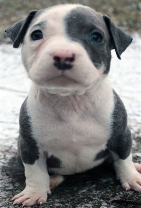 Blue Nose Brindle Pitbull Puppies Fileblue Nose Puppy Blue Brindle