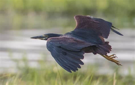 Rufous Bellied Heron Owen Deutsch Photography