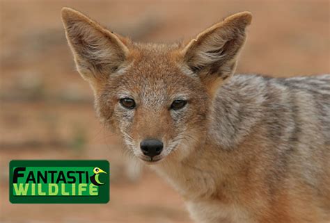 Black Backed Jackal About And Facts Fantastic Wildlife