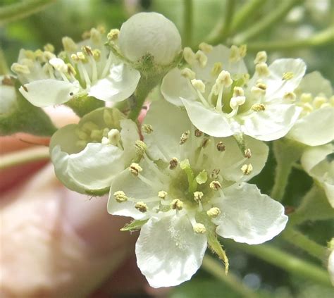 The leaves are followed by edible reddish fruits. White Flowers - Tree Guide UK White flowers use in ...