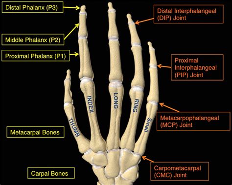 Bones And Joints Of The Human Hand Dip Distal Interph