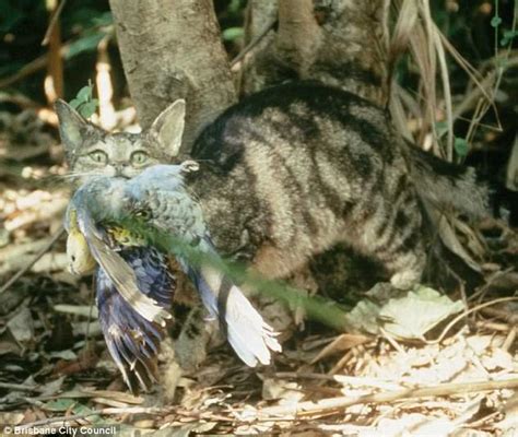 Feral Cats Kill One Million Native Australian Birds A Day Daily Mail