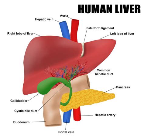 Anatomyof The Human Liver Stock Vector Image Of Basic 65054388