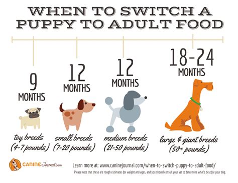 Understanding The Difference Between Puppy Food Vs Adult Food Innovet