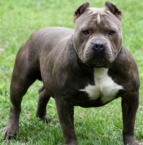 All List Of Different Dogs Breeds Pit Bull Dog
