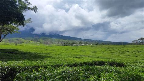 Gunung Dempo Pagar Alam Tea Plantation Is One Of The Best Tourist Spots
