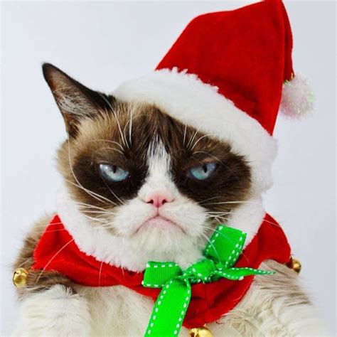 Pin By Mary Ann On Cats Grumpy Cat Grumpy Cat Christmas Grumpy Cat Quotes