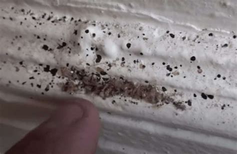 What Does Bed Bug Feces Look Like On Sheets