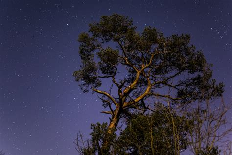 Tree At Night By Euanford12321 Ephotozine
