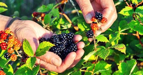 Can You Eat Wild Berries Identifying Edible Wild Berries