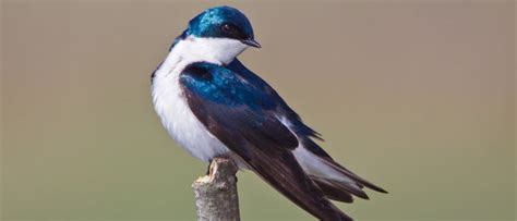 Tree Swallow Bird Facts Tachycineta Bicolor A Z Animals