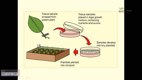 Plant Tissue Culture Study Solutions