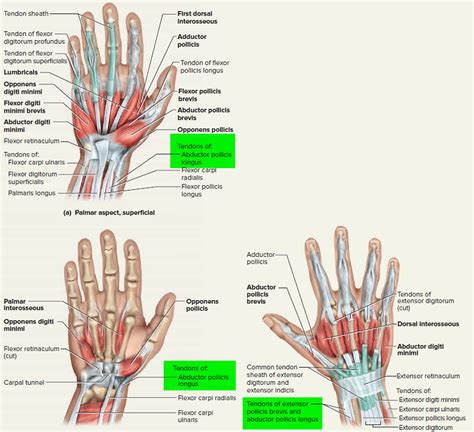 Sl Chang 1 2 3pcs Tenosynovitis Treatment Cream Wrist Finger Fasciitis