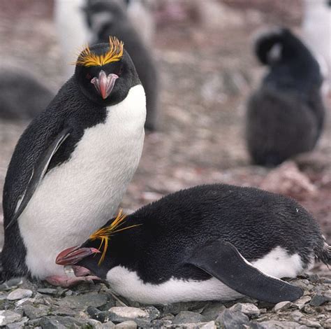 Where Do Macaroni Penguins Live Penguins Blog