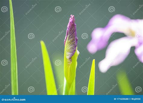 A Closeup Lilac Iris Flower Bud In Daylight Stock Photo Image Of