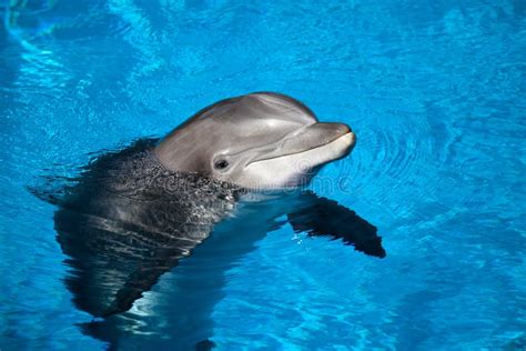 Delfín Con Un Bebé Que Flota En El Agua Foto De Archivo Imagen De