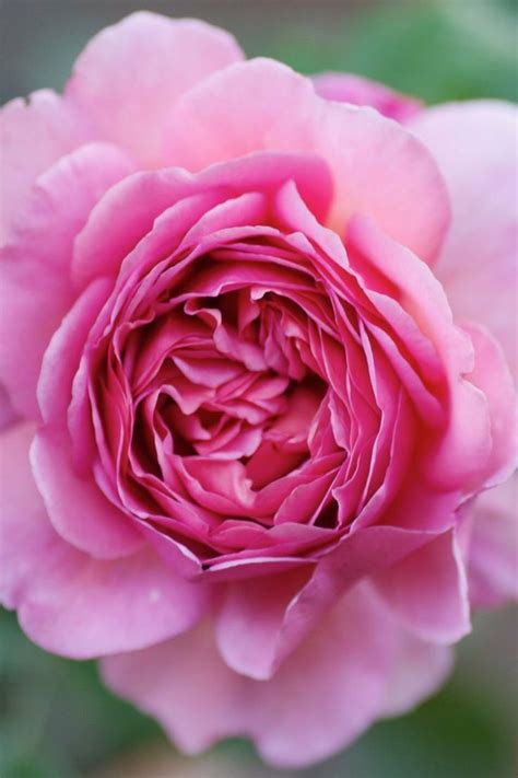 Fionnuala ryan, 14, was found dead at home in december. Pin on Beautiful Flowers made by God.