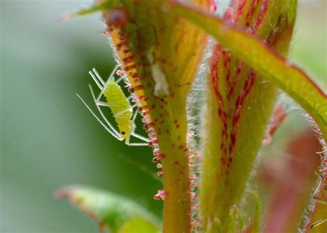 This disease causes upward curling or cupping of the leaves and narrowing of leaves. Aphid Control: How to Identify & Get Rid of Aphids on ...