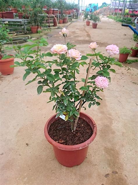 Julieta Rose Rose Plants • Teo Joo Guan Horticulture