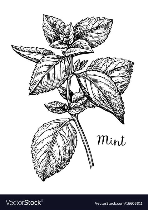 Ink Sketch Of Mint Isolated On White Background Hand Drawn Vector