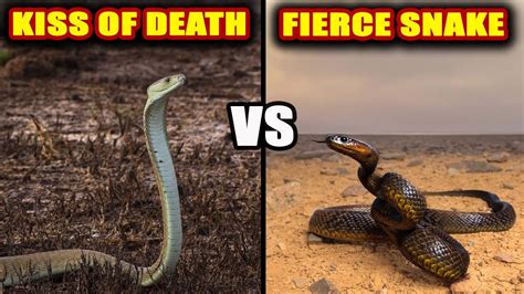 Black Mamba Vs Inland Taipan Who Would Win In A Fight Youtube