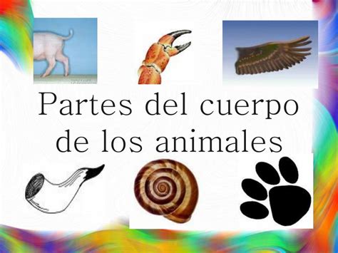 Ppt Las Partes Del Cuerpo Animal Powerpoint Presentation Free