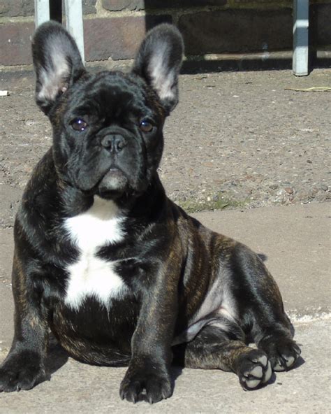 Hurry up and click here to see more information about this frenchie. FAWN AND CHOCOLATE BRINDLE FRENCH BULLDOG PUPPY'S ...