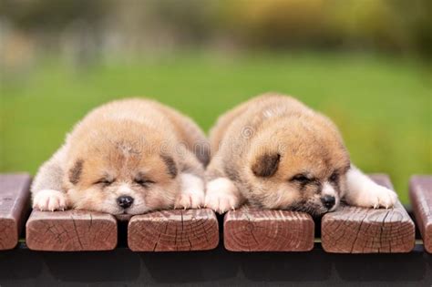 Red Japanese Akita Puppies Walks Outdoor At Park Stock Image Image Of
