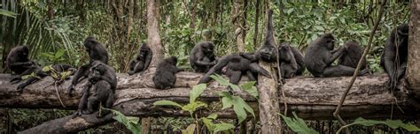 The Funkiest Monkeys In Photos Nature Pbs