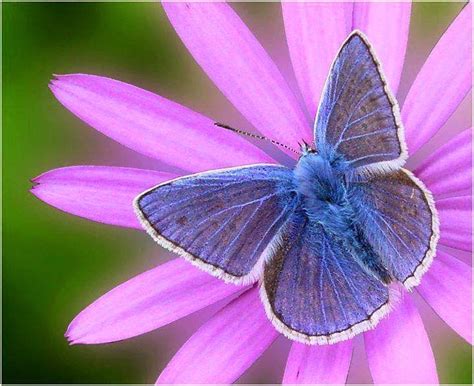 Wishing the same company as the butter. Lovable Images: Butterflies Mobile Background Pictures || Beautiful Butterflies Wallpapers ...