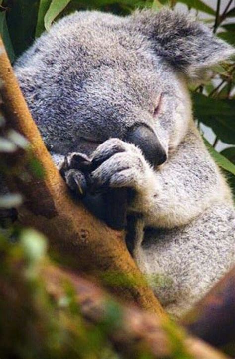 Sweet Lilbaby Koala Bear🐨 Cute Animals Cute Baby Animals Animals Wild