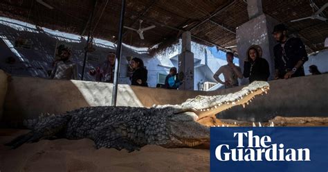 egypt s tamed crocodiles in pictures art and design the guardian