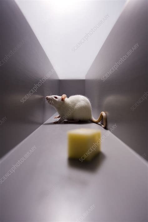 Rat In Maze Stock Image Z918 0460 Science Photo Library