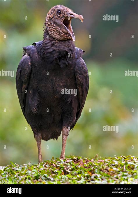 Black Vulture Standing Beak Open Stock Photo Alamy