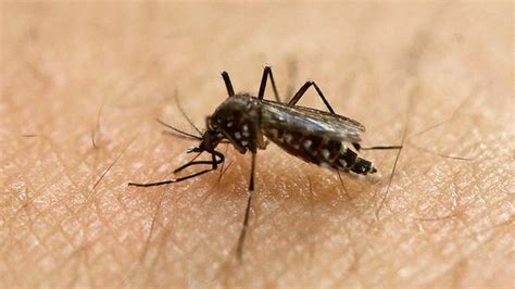 First Sexually Transmitted Case Of Zika Reported In Pa Evas Blog