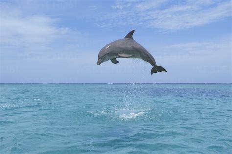 Latin America Honduras Bay Islands Department Roatan Caribbean Sea