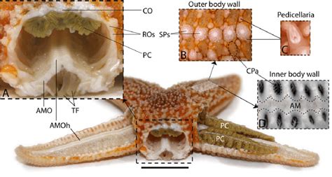 Starfish Labeled Microscope Epwave