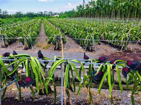 Dragon Fruit Trellis Top Structure Tips And Ideas