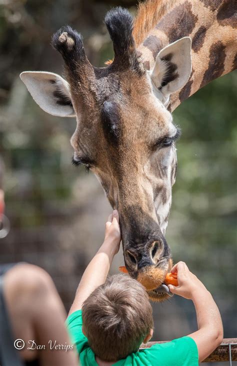 Giraffe Feeding Wildlife Partners Llc